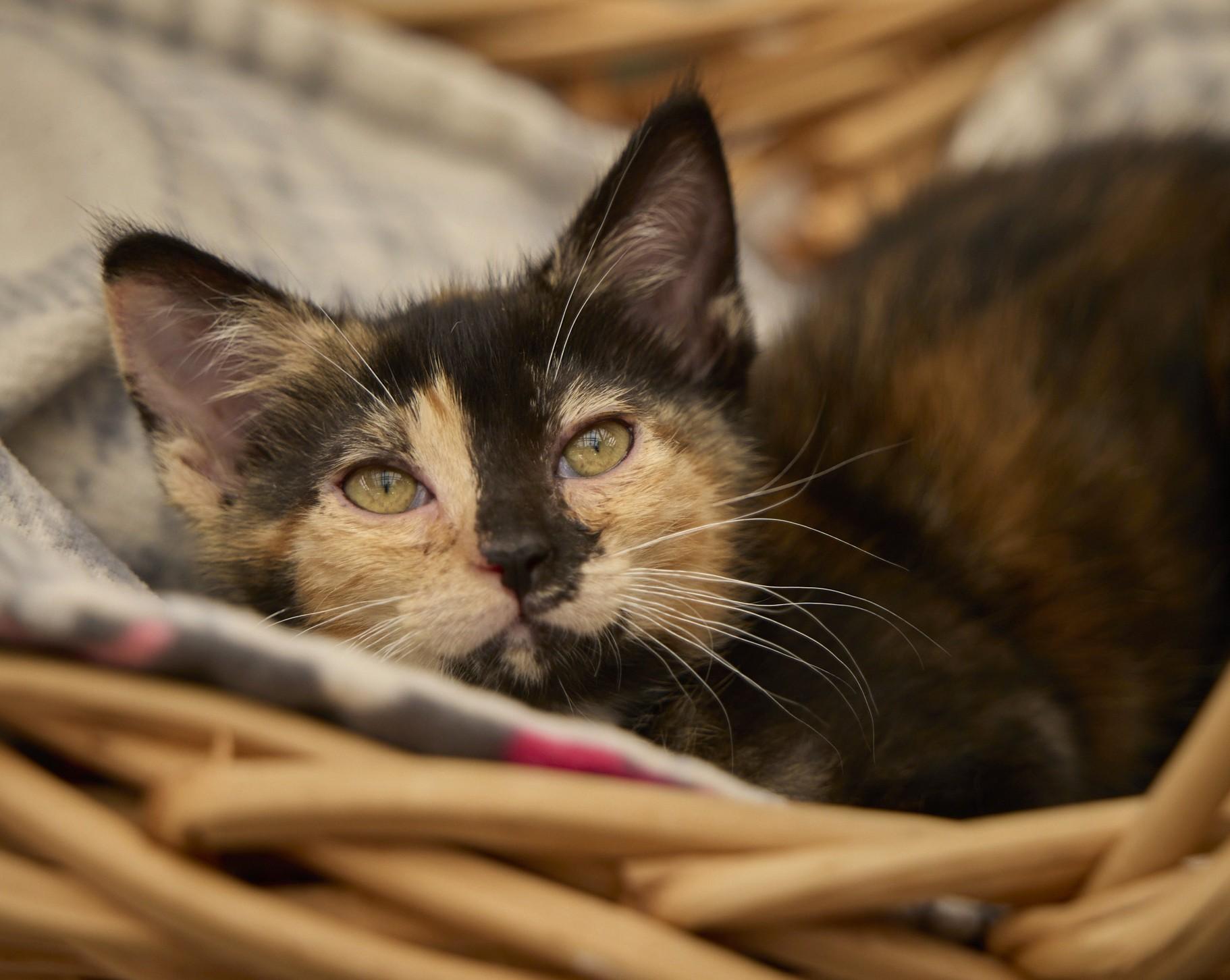 Enlarge Ravioli, a ADOPTABLE Tortoiseshell in Santa Barbara, CA image 2/3