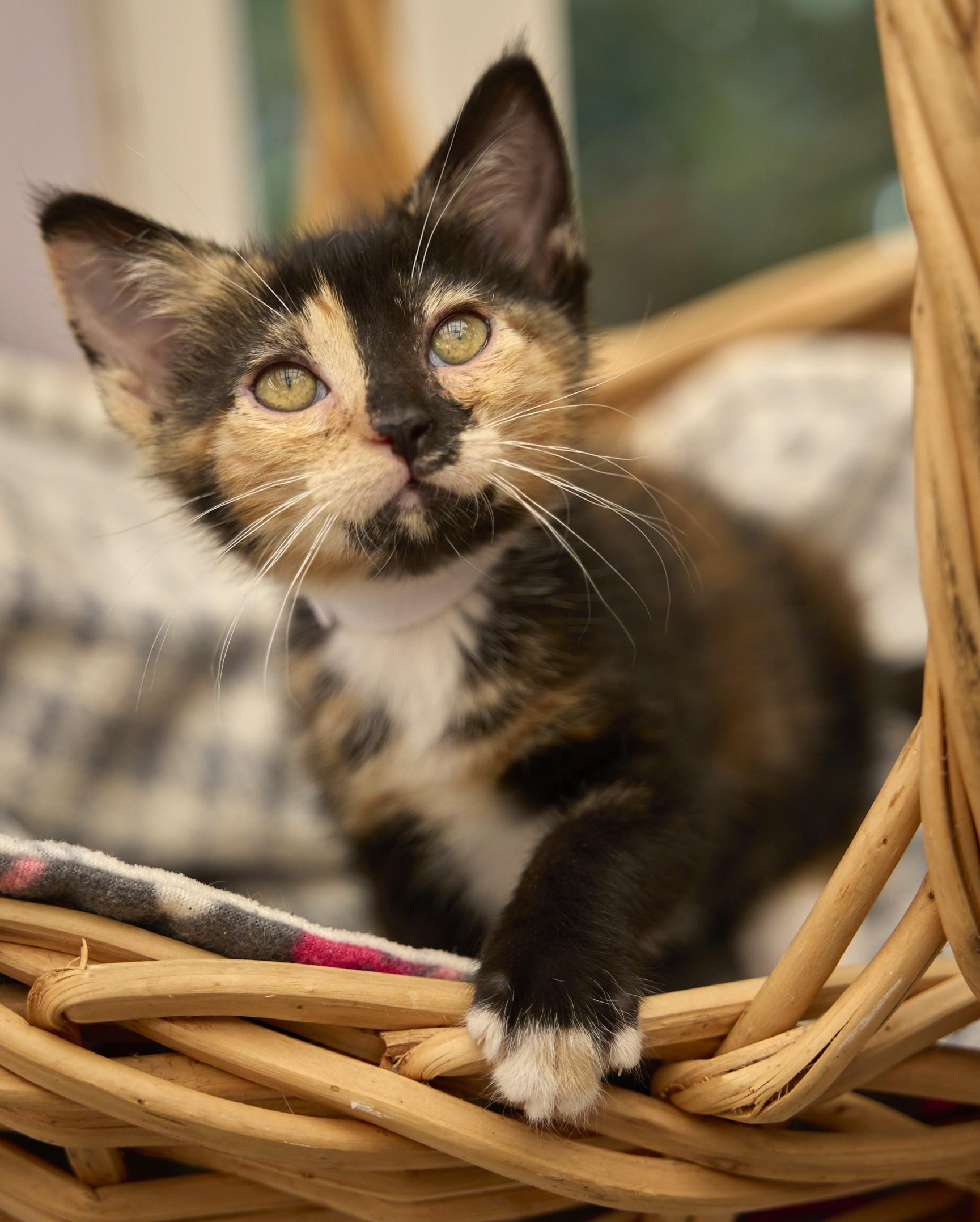 Enlarge Ravioli, a ADOPTABLE Tortoiseshell in Santa Barbara, CA image 3/3