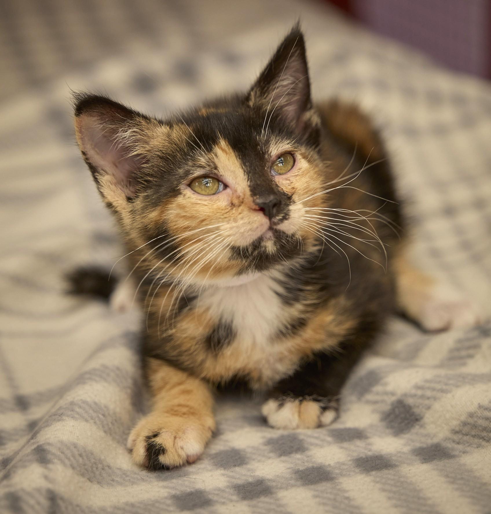 Enlarge Ravioli, a ADOPTABLE Tortoiseshell in Santa Barbara, CA image 1/3