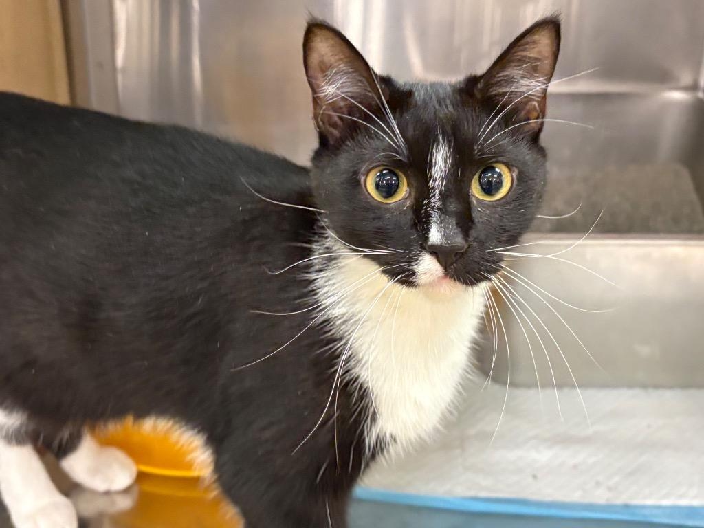 Mebona, Adoptable, Young Female Domestic Short Hair.