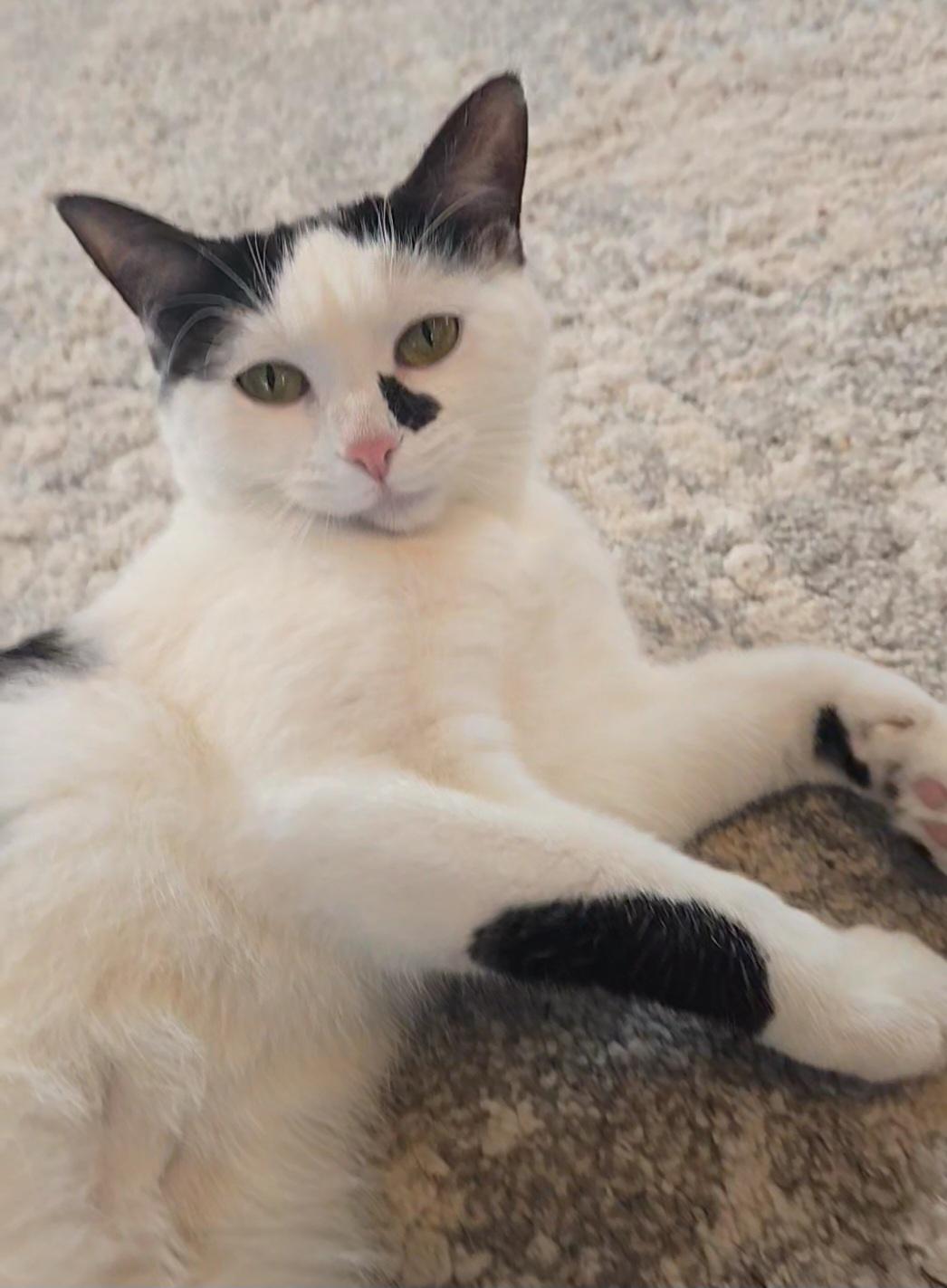 Heart, ADOPTABLE, Young Female Domestic Short Hair.