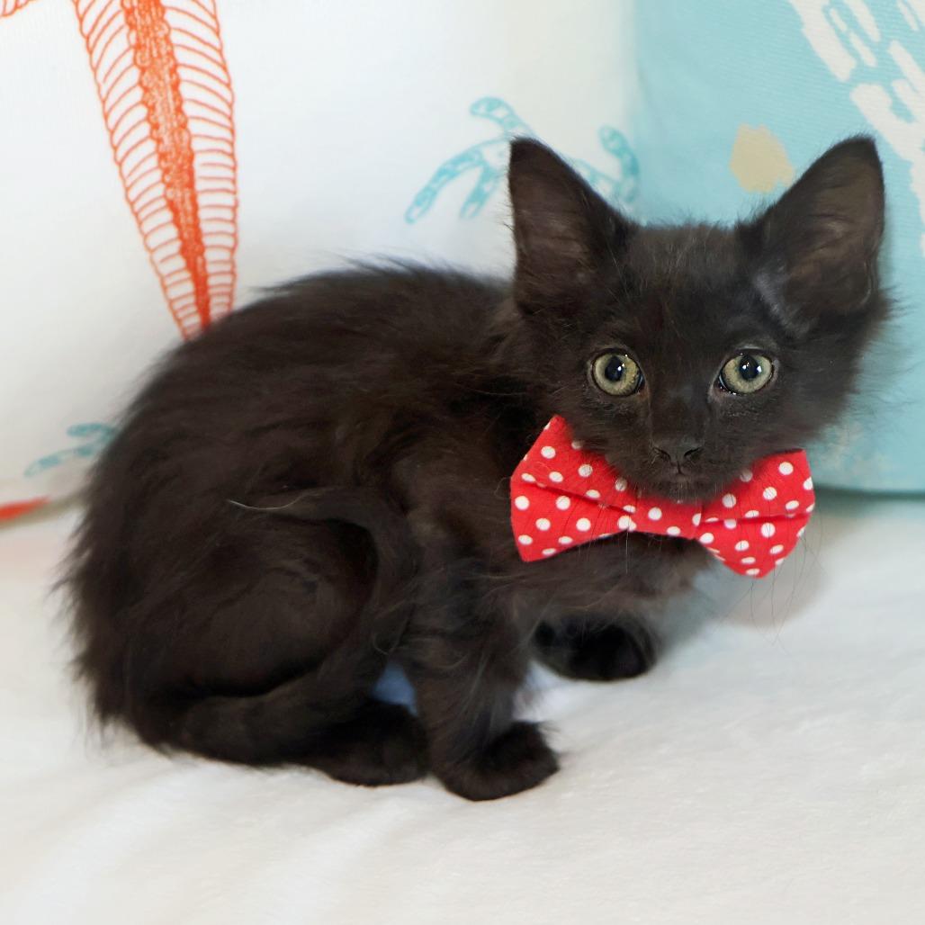 Argus, Adoptable, Kitten Male Domestic Long Hair.