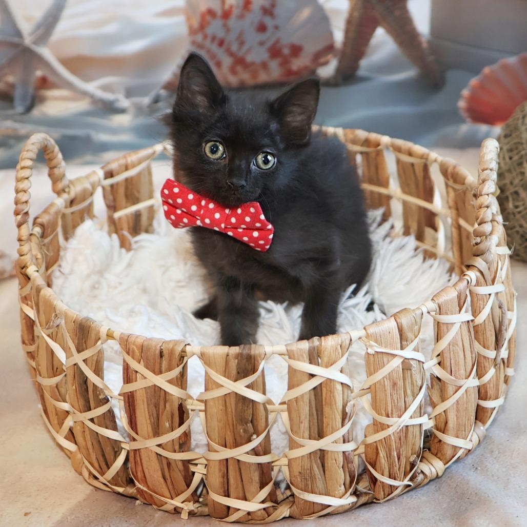 Argus, a Adoptable Domestic Long Hair in FAIRWAY, KS image 2/5
