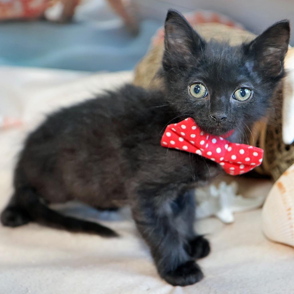 Argus, a Adoptable Domestic Long Hair in FAIRWAY, KS image 3/5