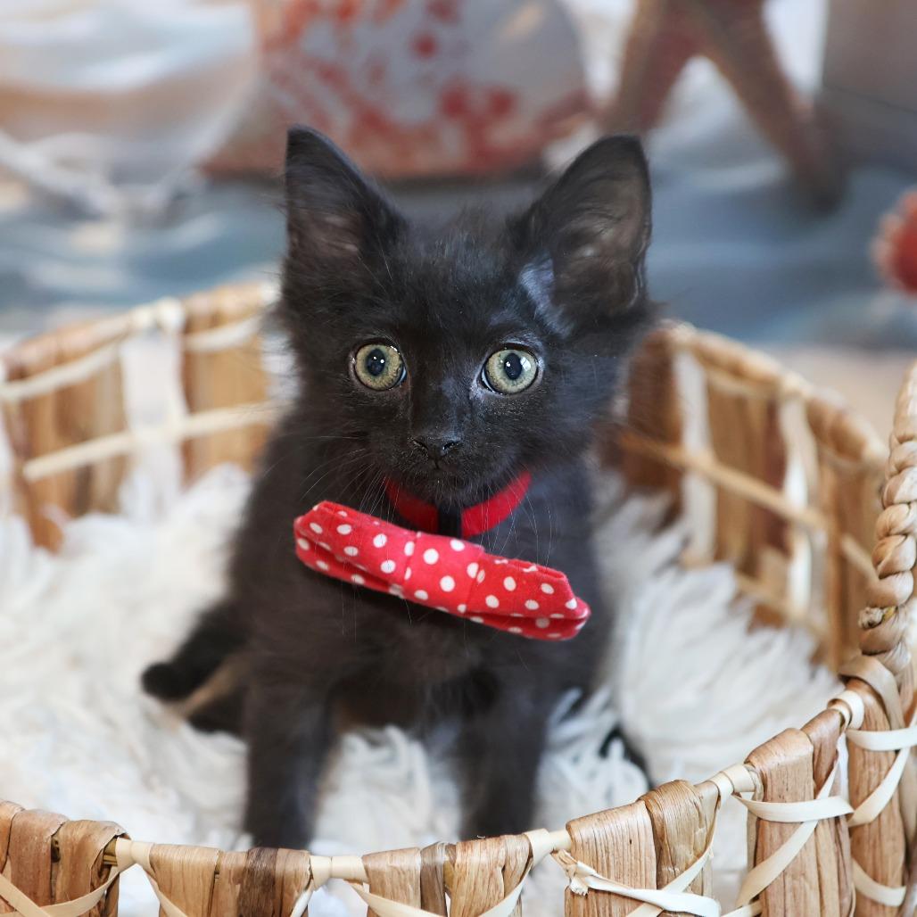 Argus, a Adoptable Domestic Long Hair in FAIRWAY, KS image 4/5