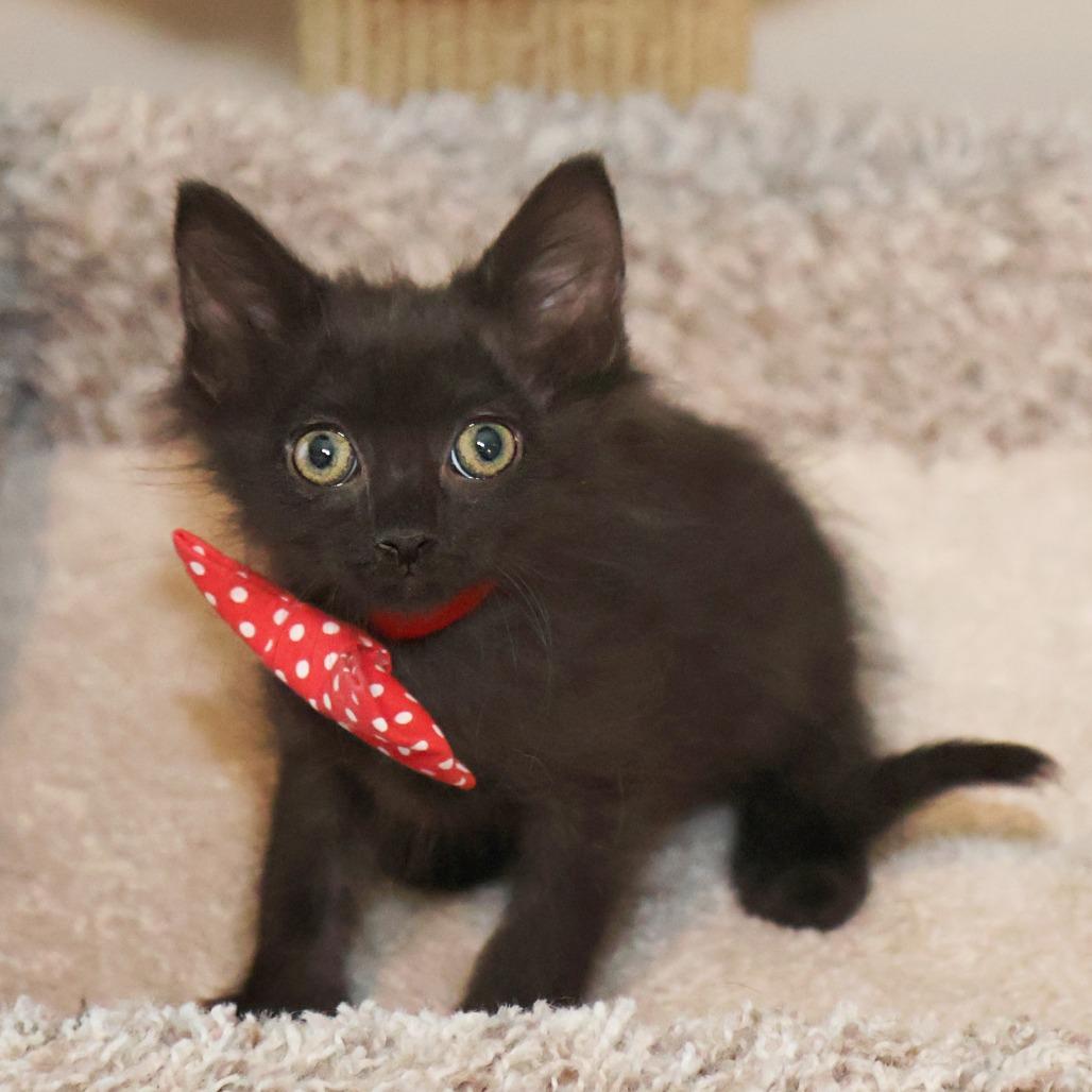 Argus, a Adoptable Domestic Long Hair in FAIRWAY, KS image 5/5