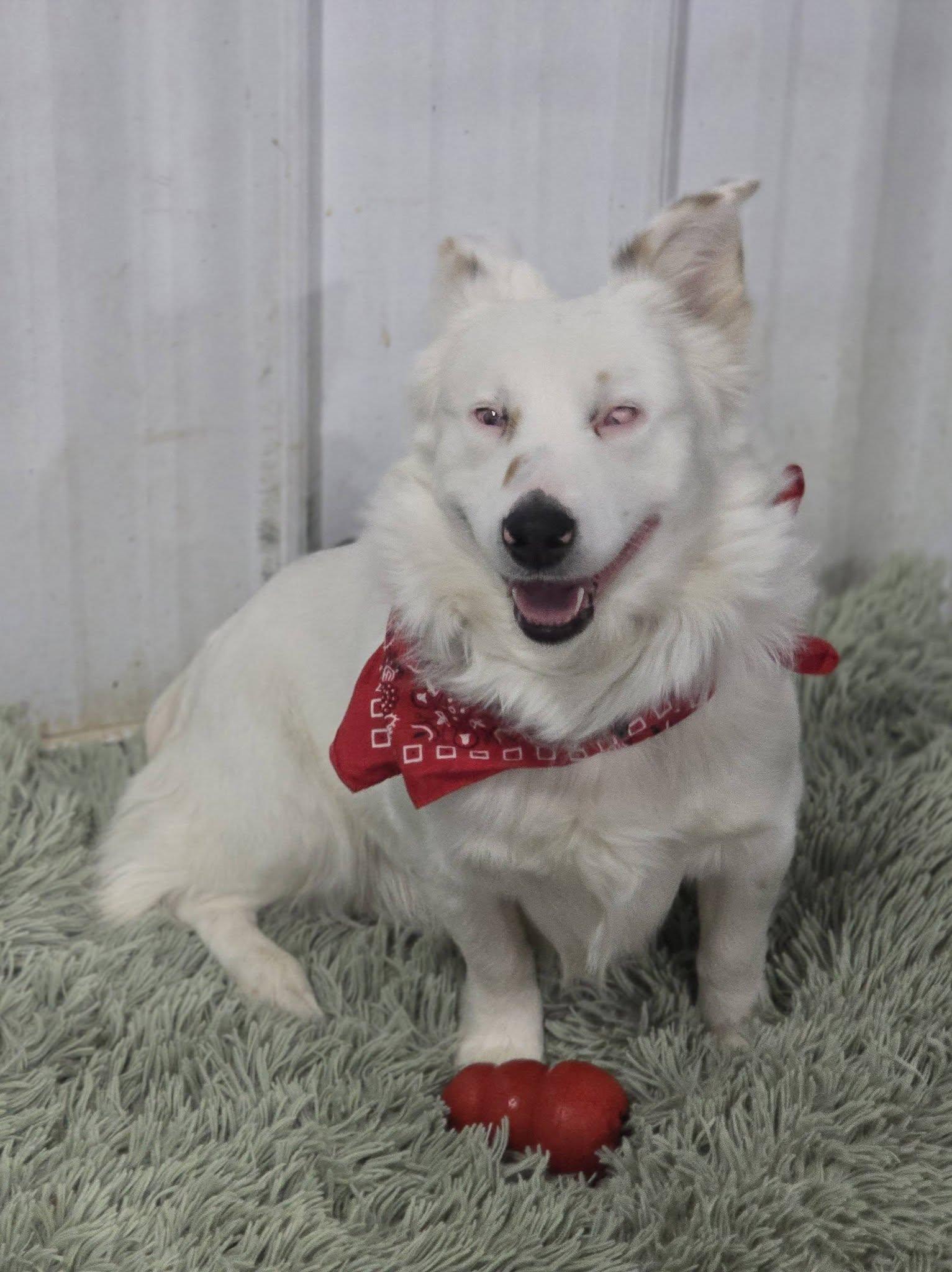 Calvin, ADOPTABLE, Young Male Corgi.
