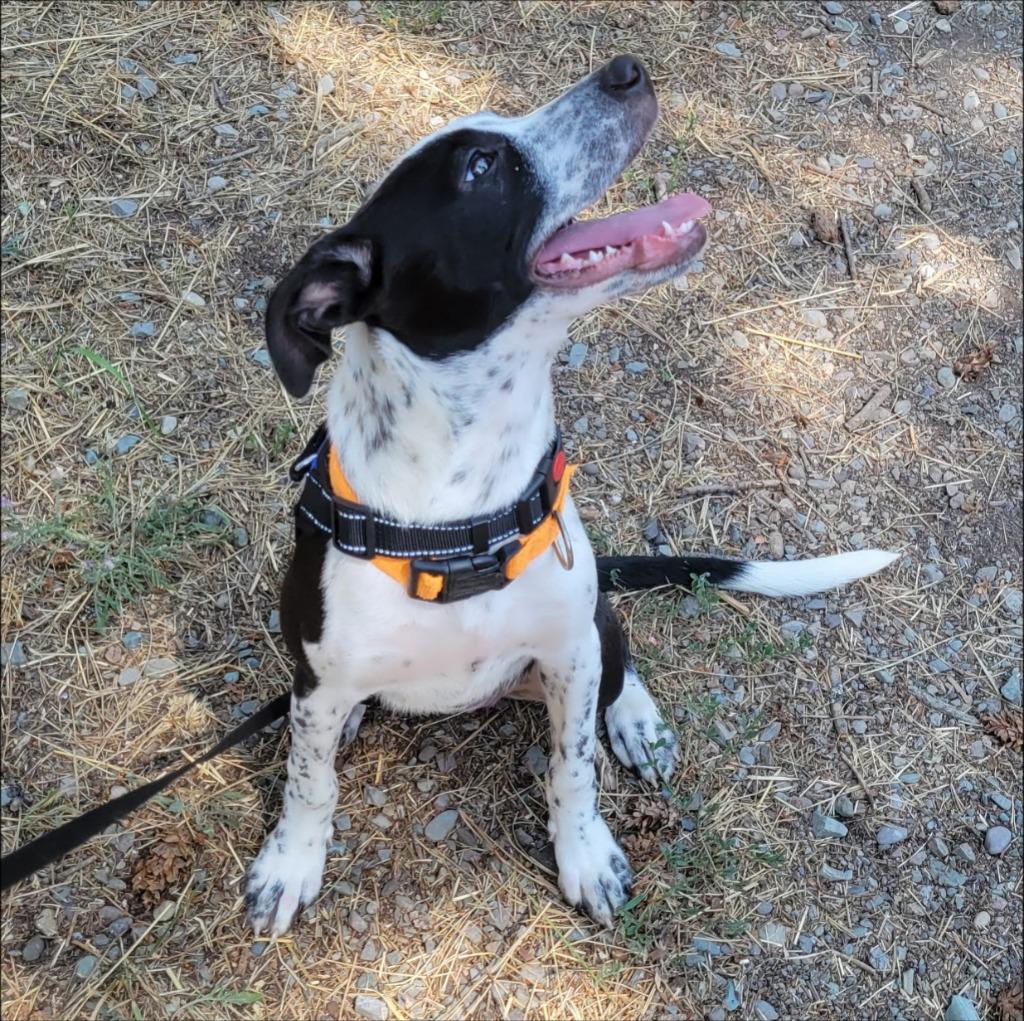 Enlarge Phoebe, a Adoptable mixed breed in Thompson Falls, MT image 1/3