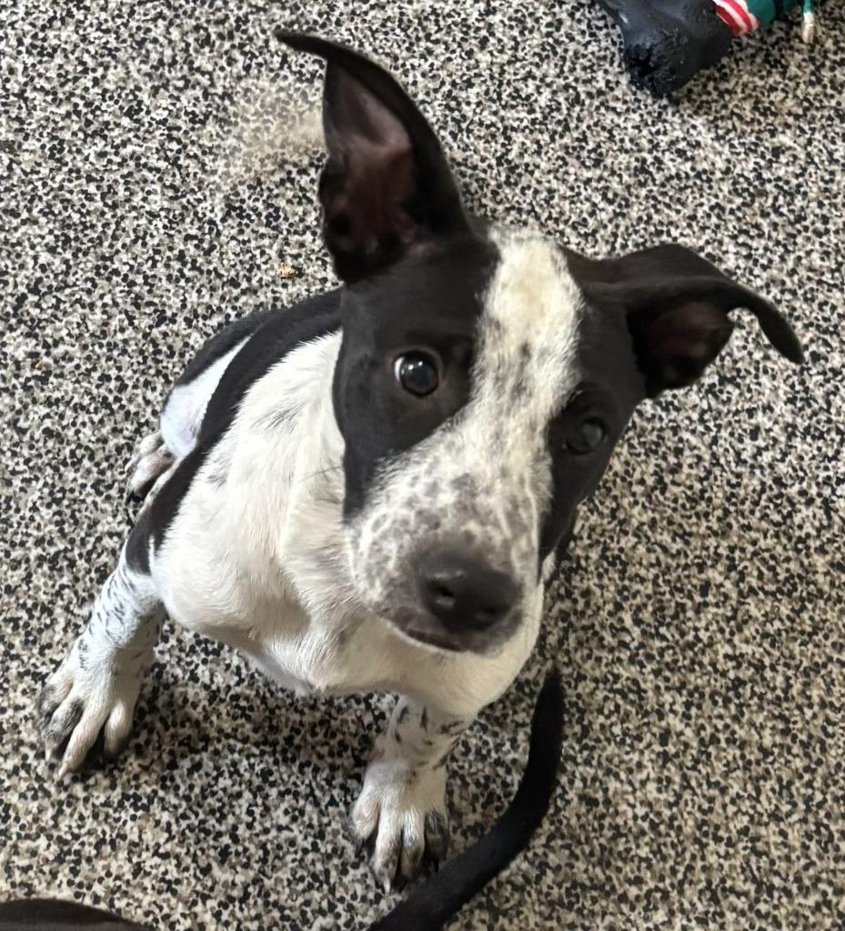 Phoebe, Adoptable, Puppy Female Border Collie & Retriever.
