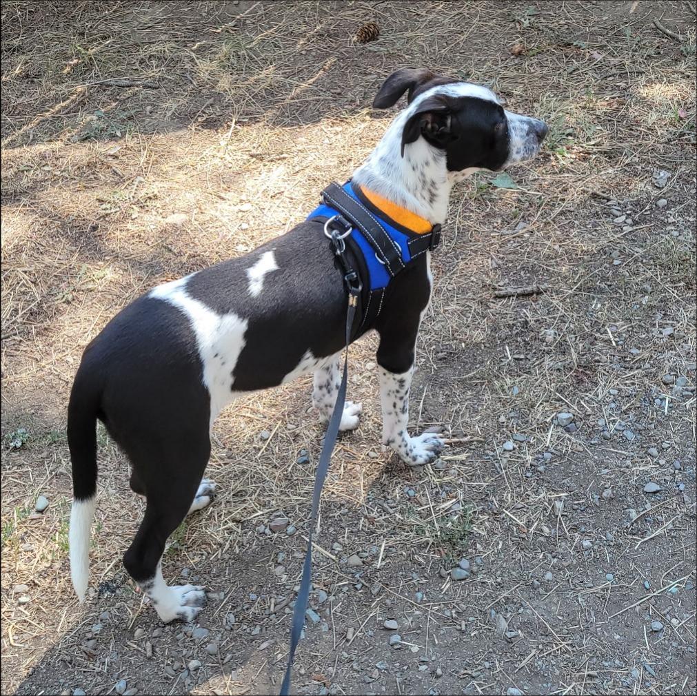 Enlarge Phoebe, a Adoptable mixed breed in Thompson Falls, MT image 3/3