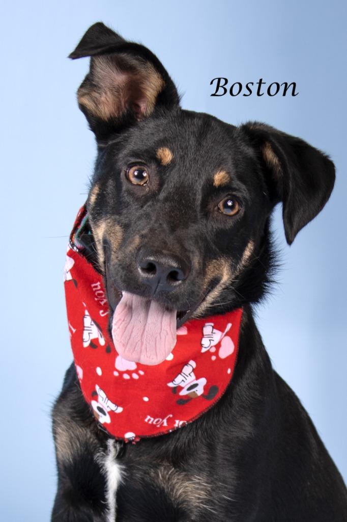 Boston, Adoptable, Puppy Male Shepherd & Shepherd.