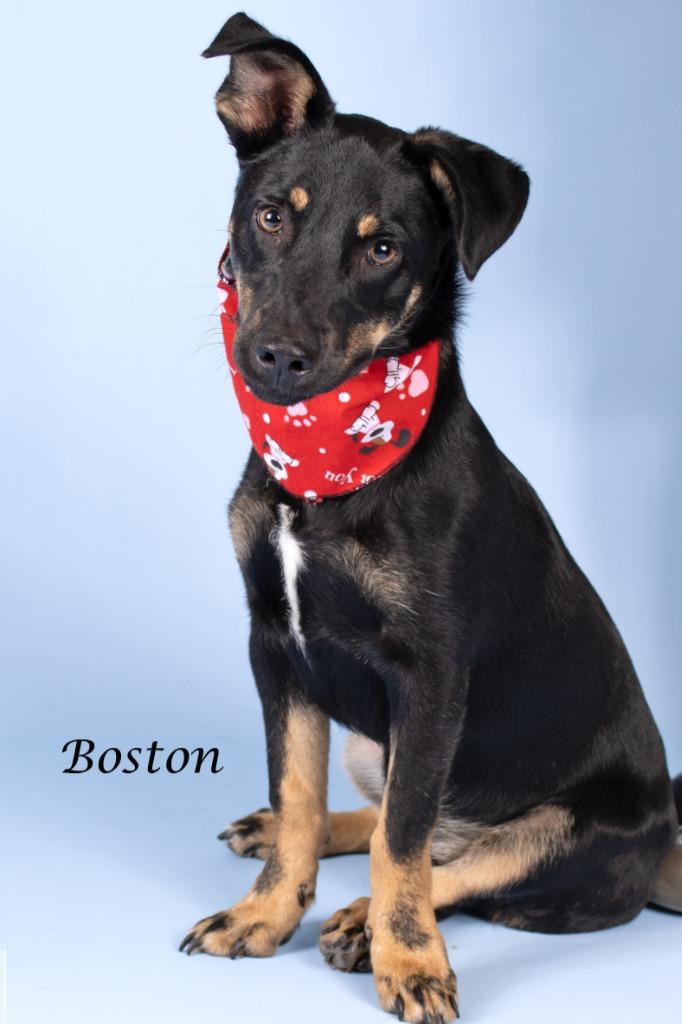 Enlarge Boston, a Adoptable mixed breed in Gilbert, AZ image 2/2