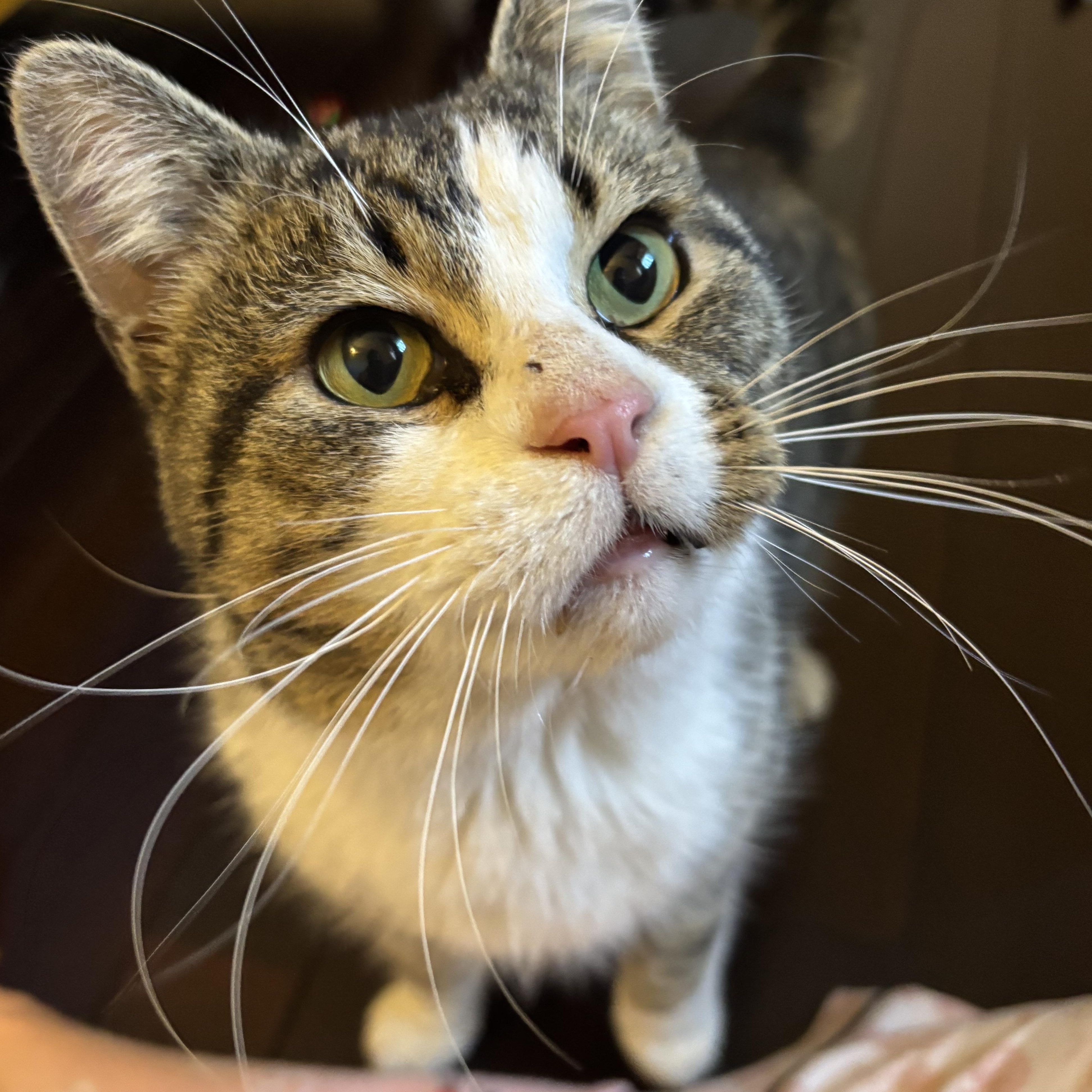 George, ADOPTABLE, Young Male Domestic Short Hair.