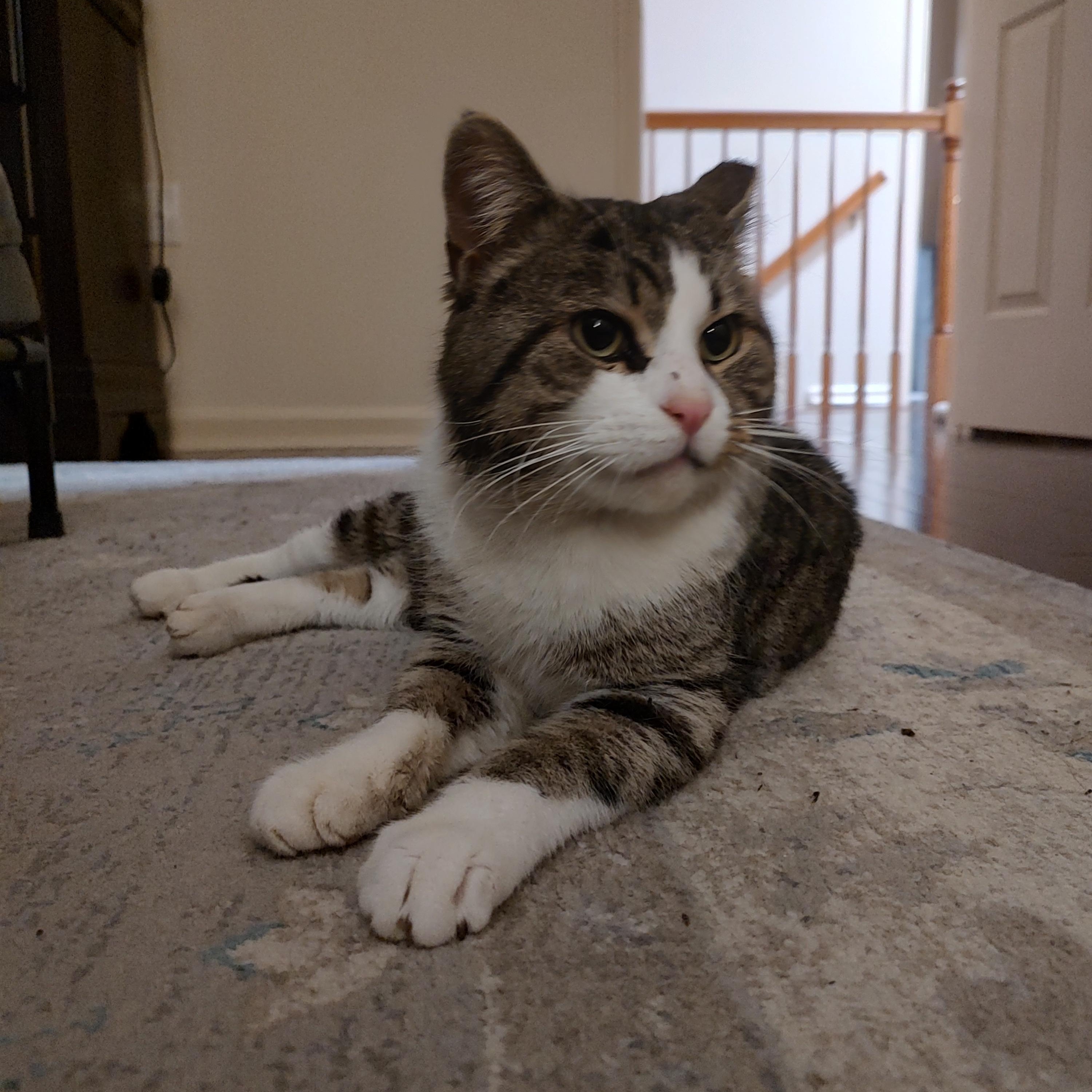 Enlarge George, a ADOPTABLE Domestic Short Hair in Blue Bell, PA image 3/6