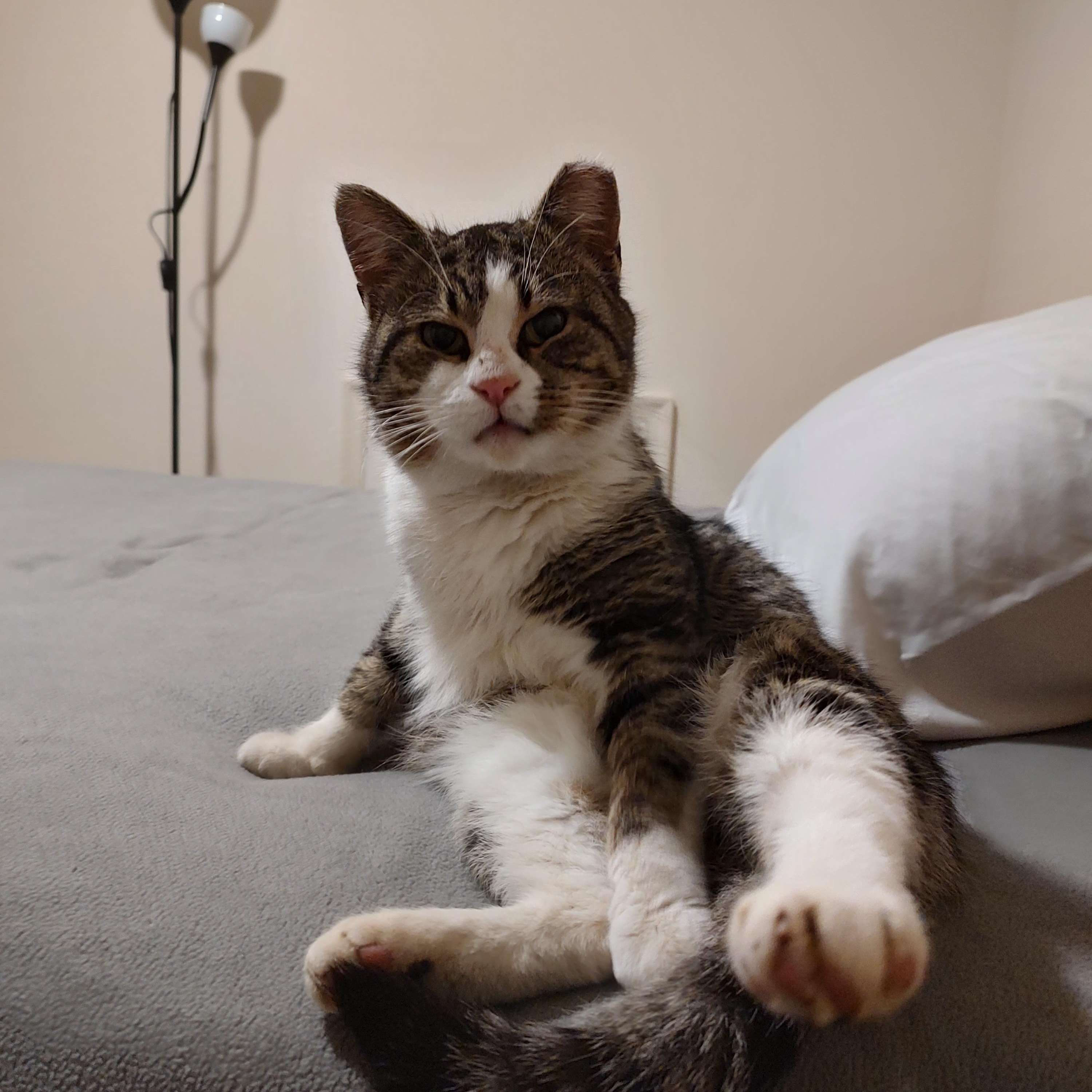 Enlarge George, a ADOPTABLE Domestic Short Hair in Blue Bell, PA image 2/6