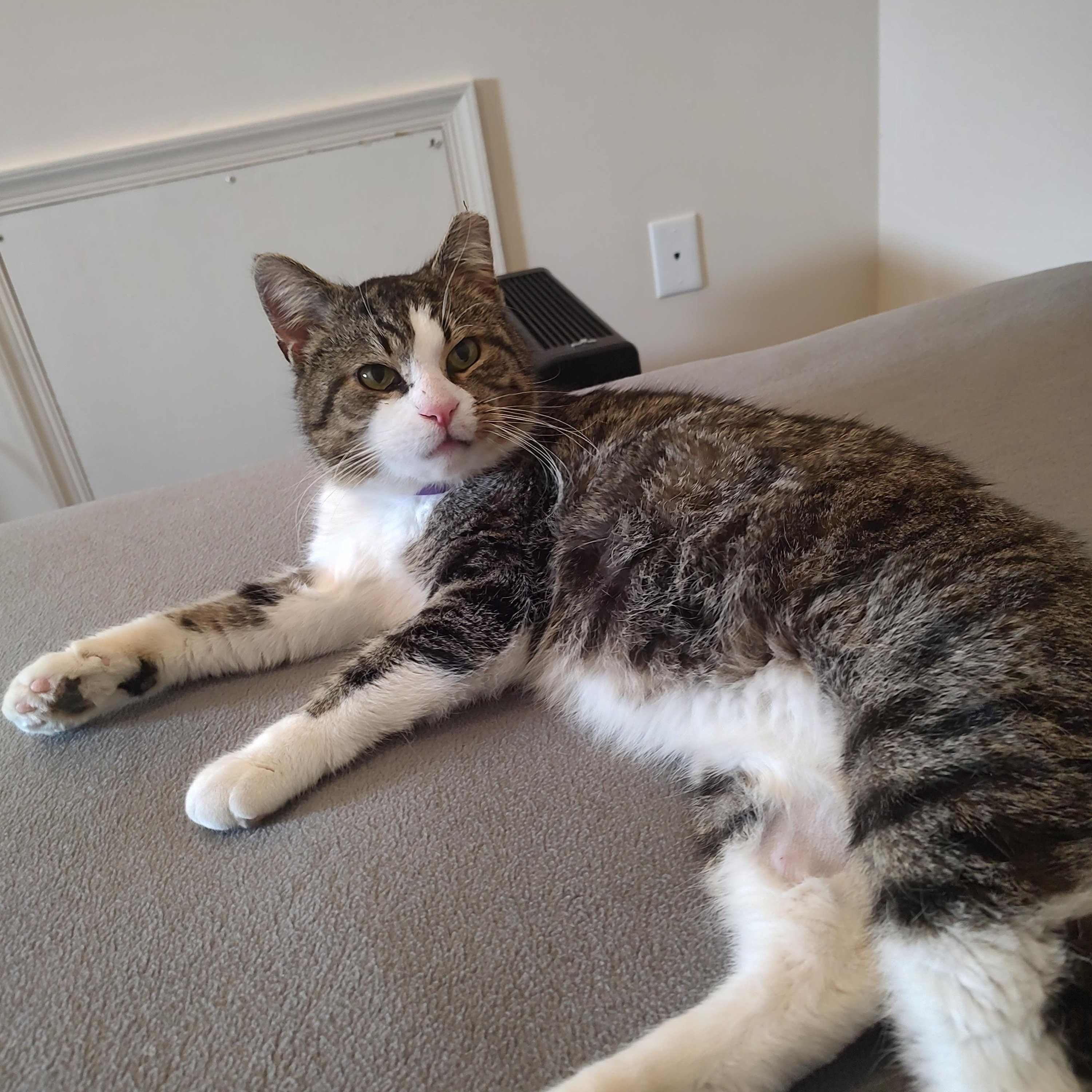 Enlarge George, a ADOPTABLE Domestic Short Hair in Blue Bell, PA image 4/6