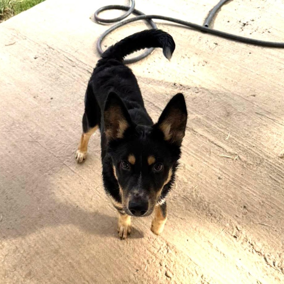 Enlarge Palmer, a Adoptable mixed breed in Metropolis, IL image 4/4