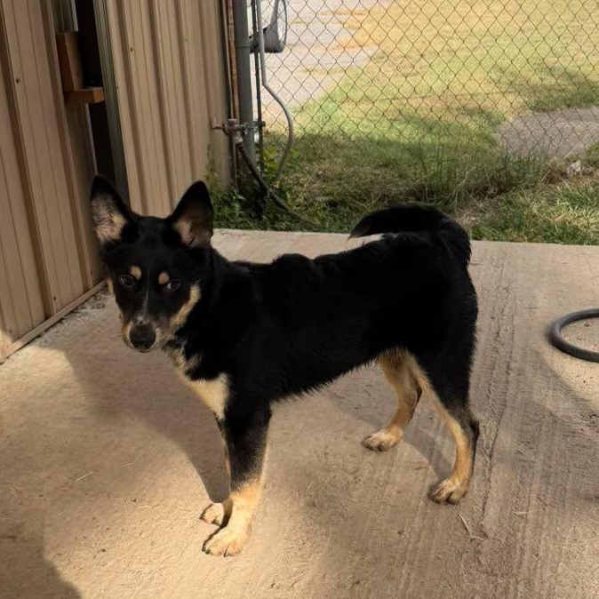Palmer, Adoptable, Young Male German Shepherd Dog & Australian Shepherd.