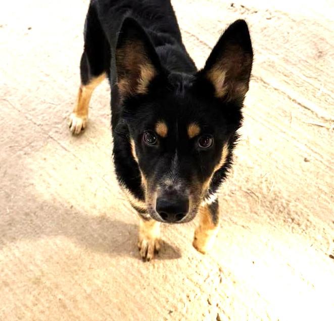 Enlarge Palmer, a Adoptable mixed breed in Metropolis, IL image 1/4