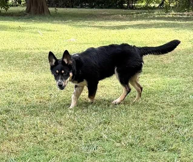 Enlarge Palmer, a Adoptable mixed breed in Metropolis, IL image 4/4