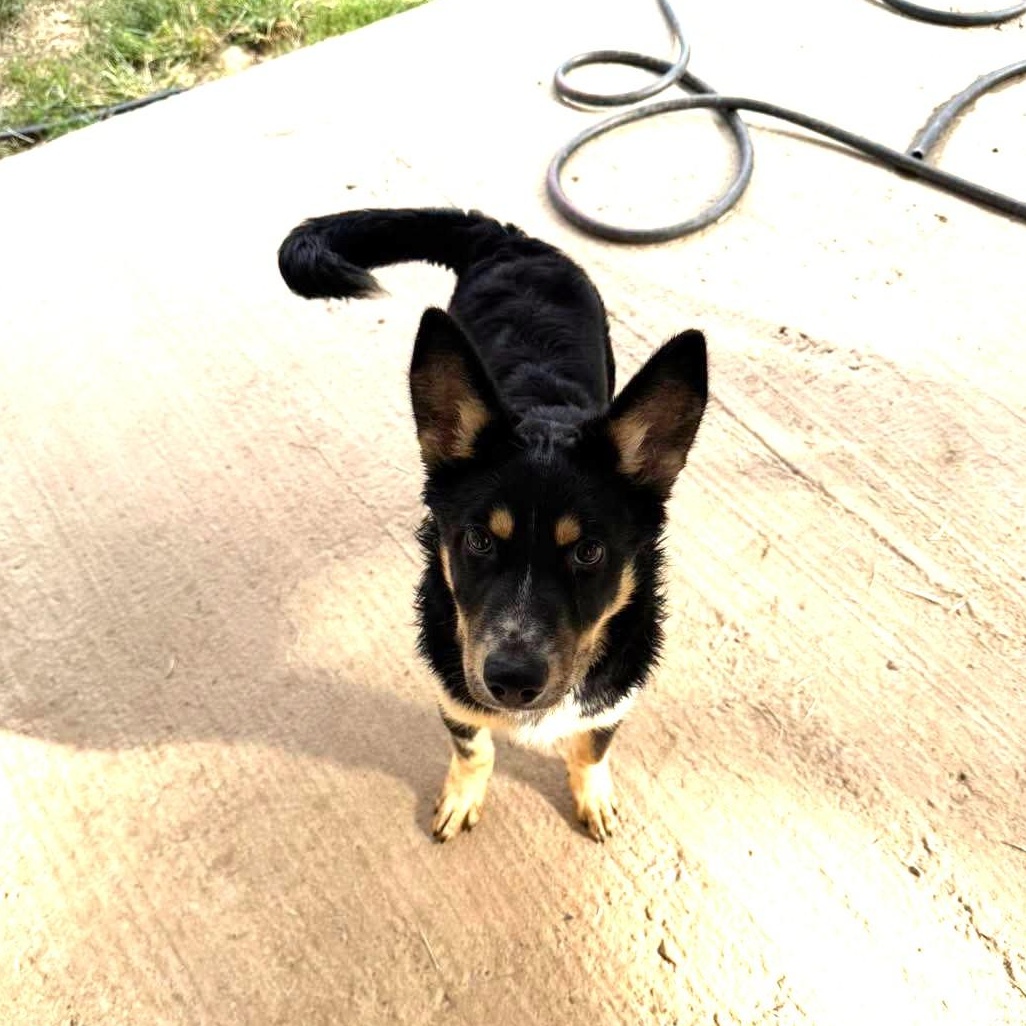 Enlarge Palmer, a Adoptable mixed breed in Metropolis, IL image 2/4