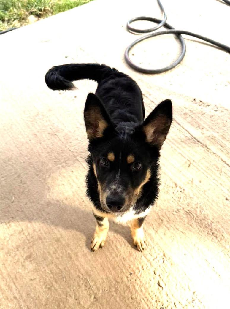 Enlarge Palmer, a Adoptable mixed breed in Metropolis, IL image 2/4