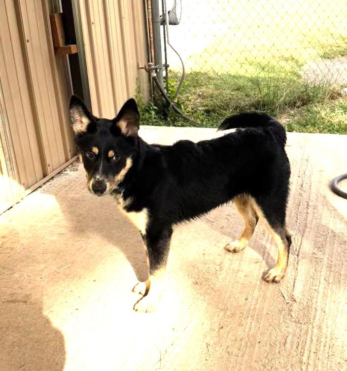 Enlarge Palmer, a Adoptable mixed breed in Metropolis, IL image 3/4