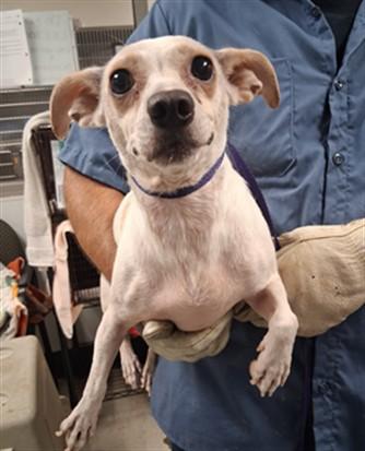 Mary, ADOPTABLE, Young Female Mixed Breed.