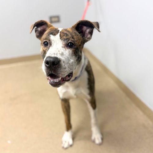 Enlarge CELLO, a Adoptable Pit Bull Terrier in Aurora, CO image 1/1