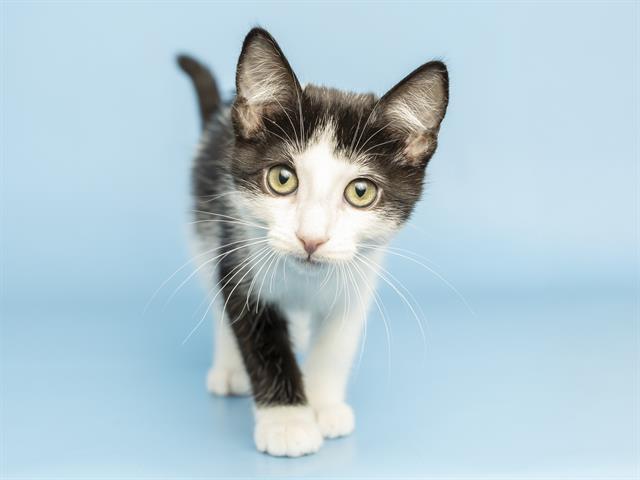HEAVEN, Adoptable, Kitten Female Domestic Long Hair.