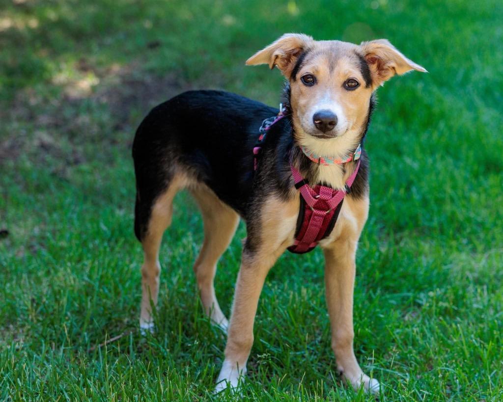 Cleaning Crew Litter - Scrubbing Bubbles, Adoptable, Puppy Female Shepherd & Mixed Breed.