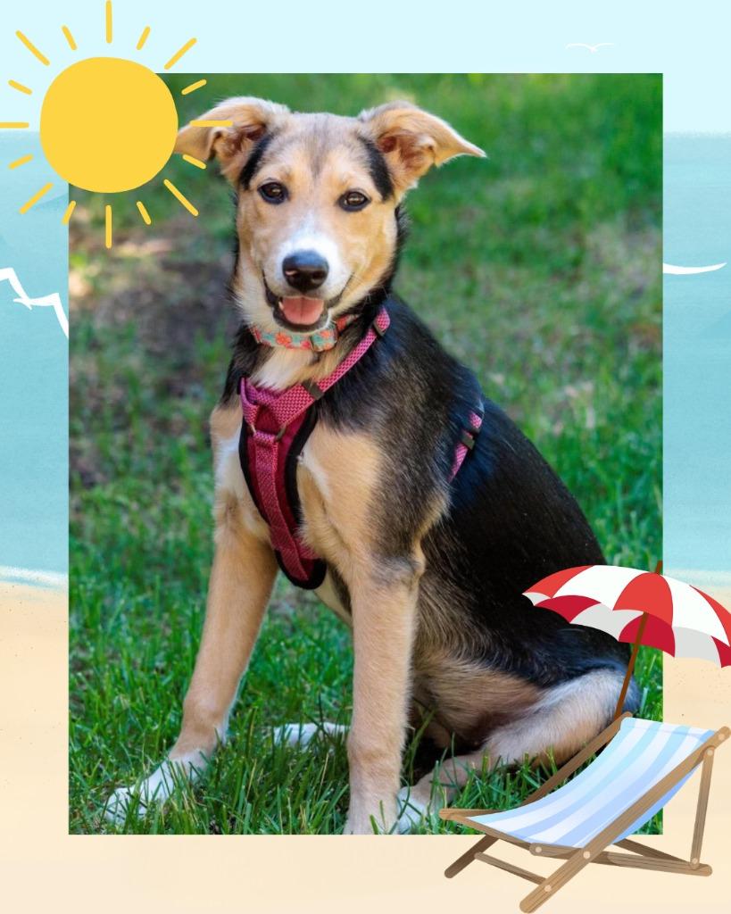 Scrubbing Bubbles - Summer Lovin' Promo, a Adoptable mixed breed in Savage, MN image 2/6