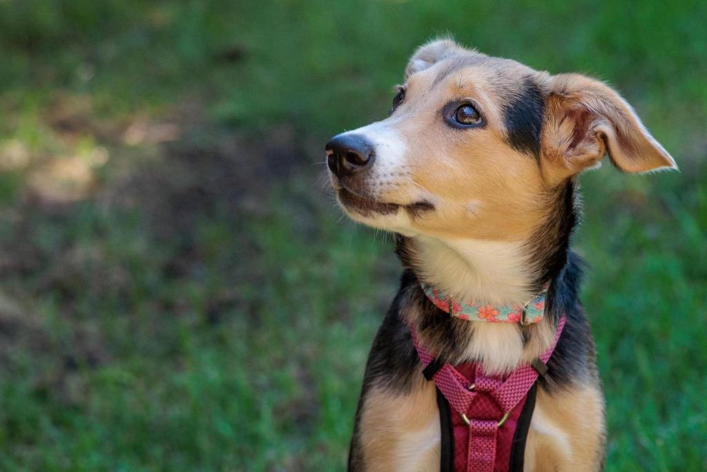 Scrubbing Bubbles - Summer Lovin' Promo, a Adoptable mixed breed in Savage, MN image 3/6