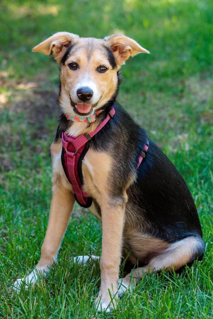 Scrubbing Bubbles - Summer Lovin' Promo, a Adoptable mixed breed in Savage, MN image 4/6