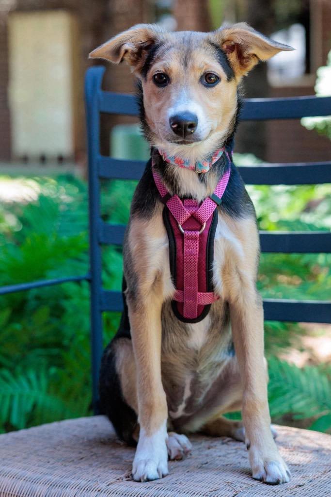 Scrubbing Bubbles - Summer Lovin' Promo, a Adoptable mixed breed in Savage, MN image 5/6