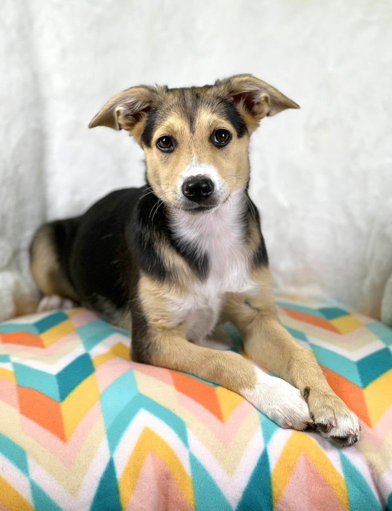 Cleaning Crew Litter - Scrubbing Bubbles, a Adoptable mixed breed in Savage, MN image 1/3
