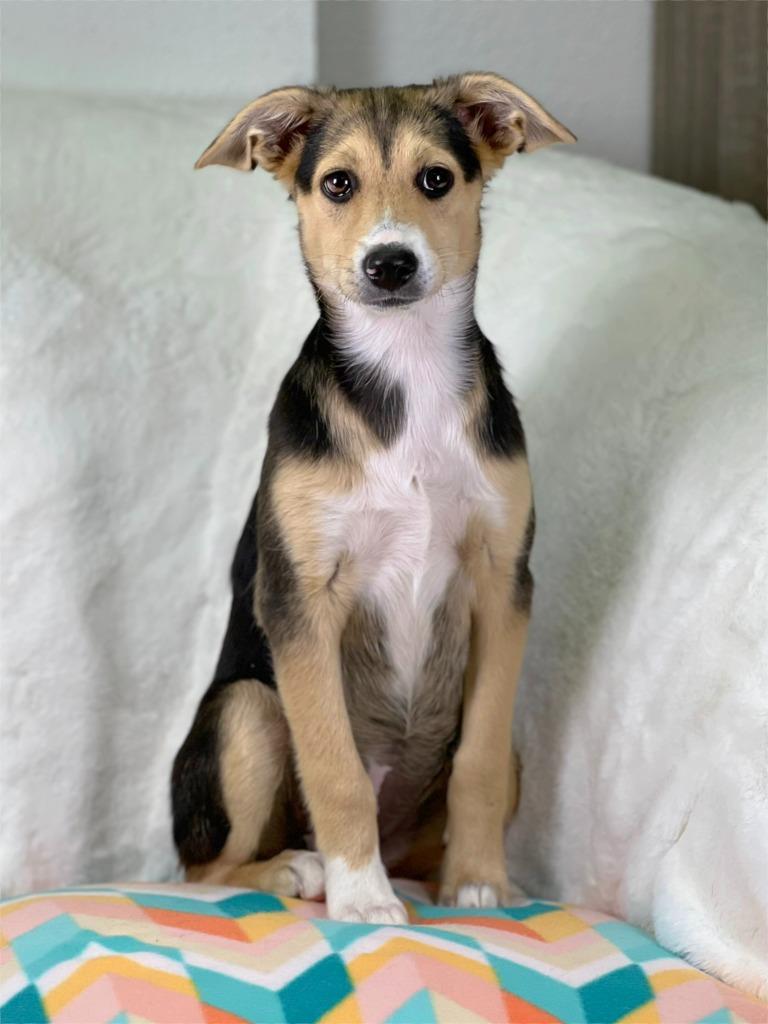 Cleaning Crew Litter - Scrubbing Bubbles, a Adoptable mixed breed in Savage, MN image 2/3