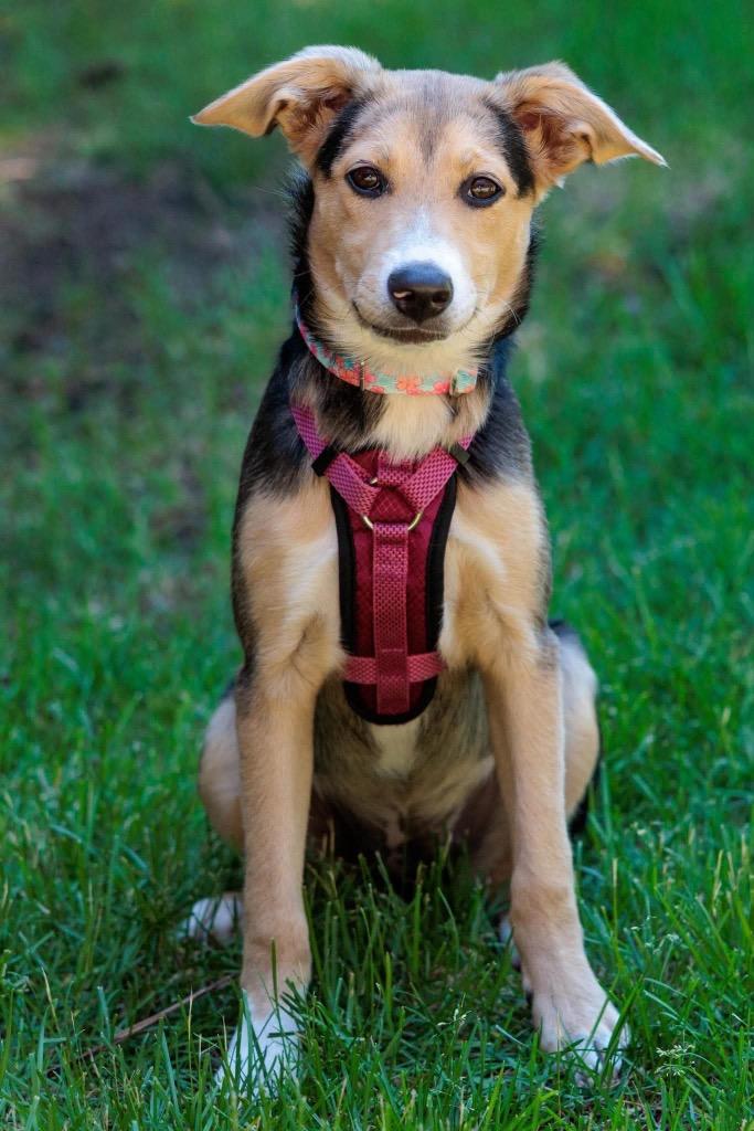 Scrubbing Bubbles - Summer Lovin' Promo, a Adoptable mixed breed in Savage, MN image 6/6