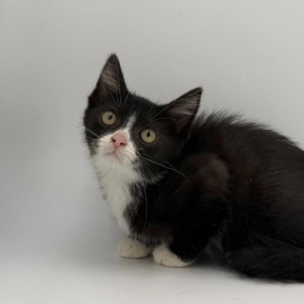 Plinko, Adoptable, Kitten Female Domestic Medium Hair.