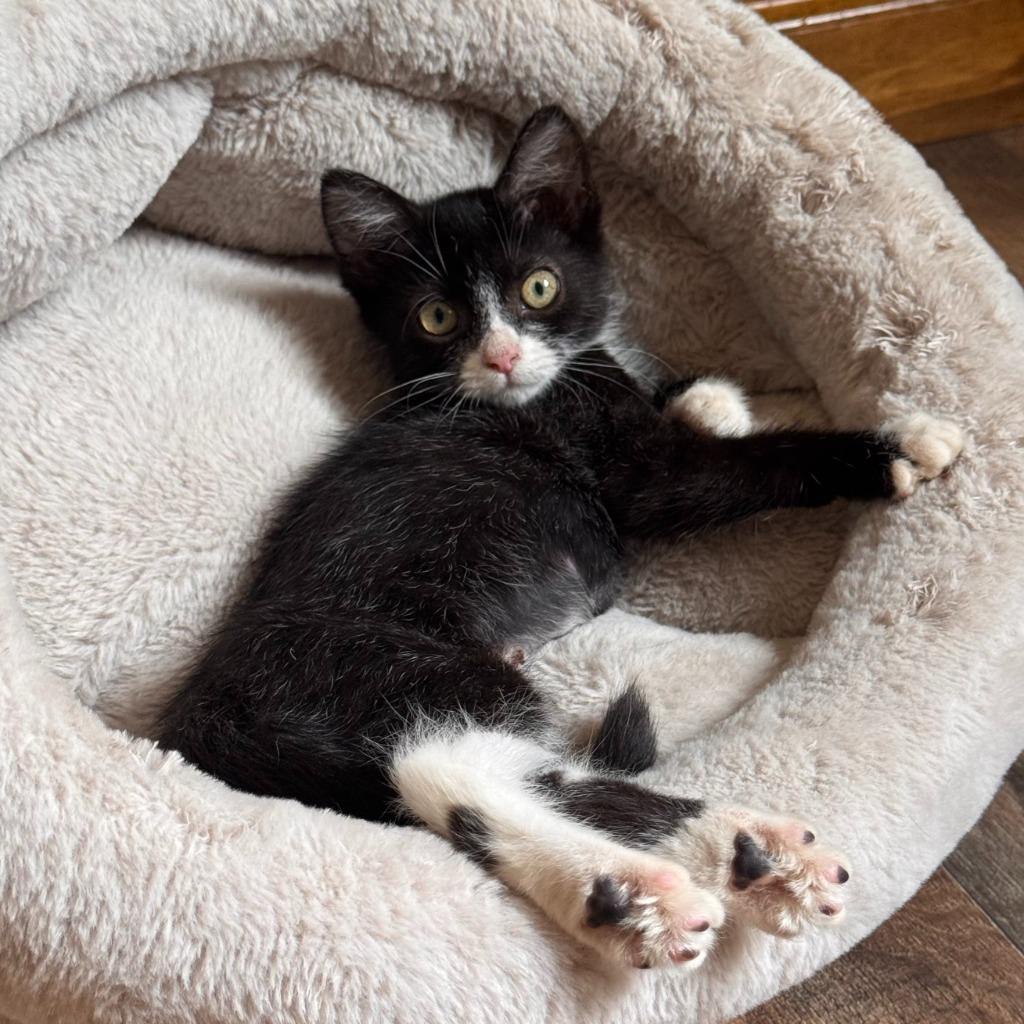Enlarge Plinko, a Adoptable Domestic Medium Hair in State College, PA image 2/4