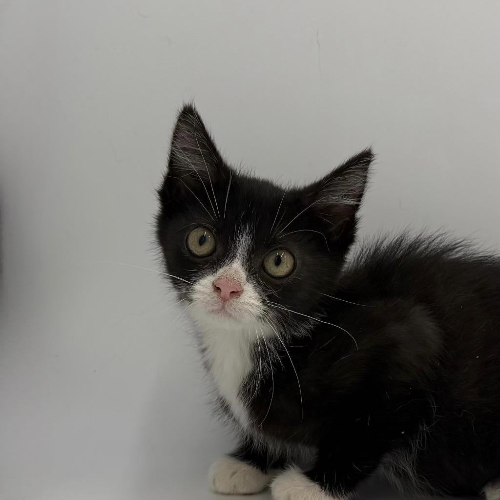 Enlarge Plinko, a Adoptable Domestic Medium Hair in State College, PA image 3/4