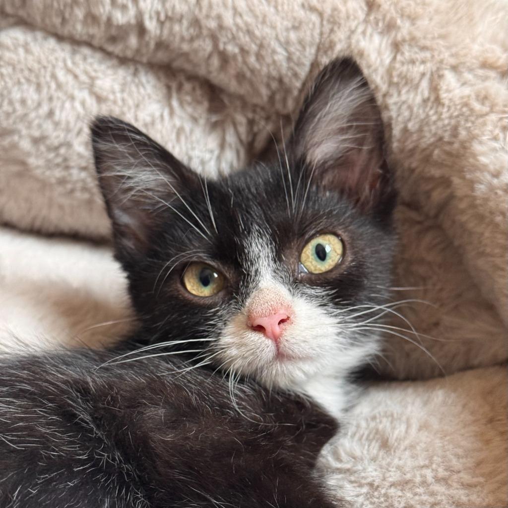 Enlarge Plinko, a Adoptable Domestic Medium Hair in State College, PA image 4/4