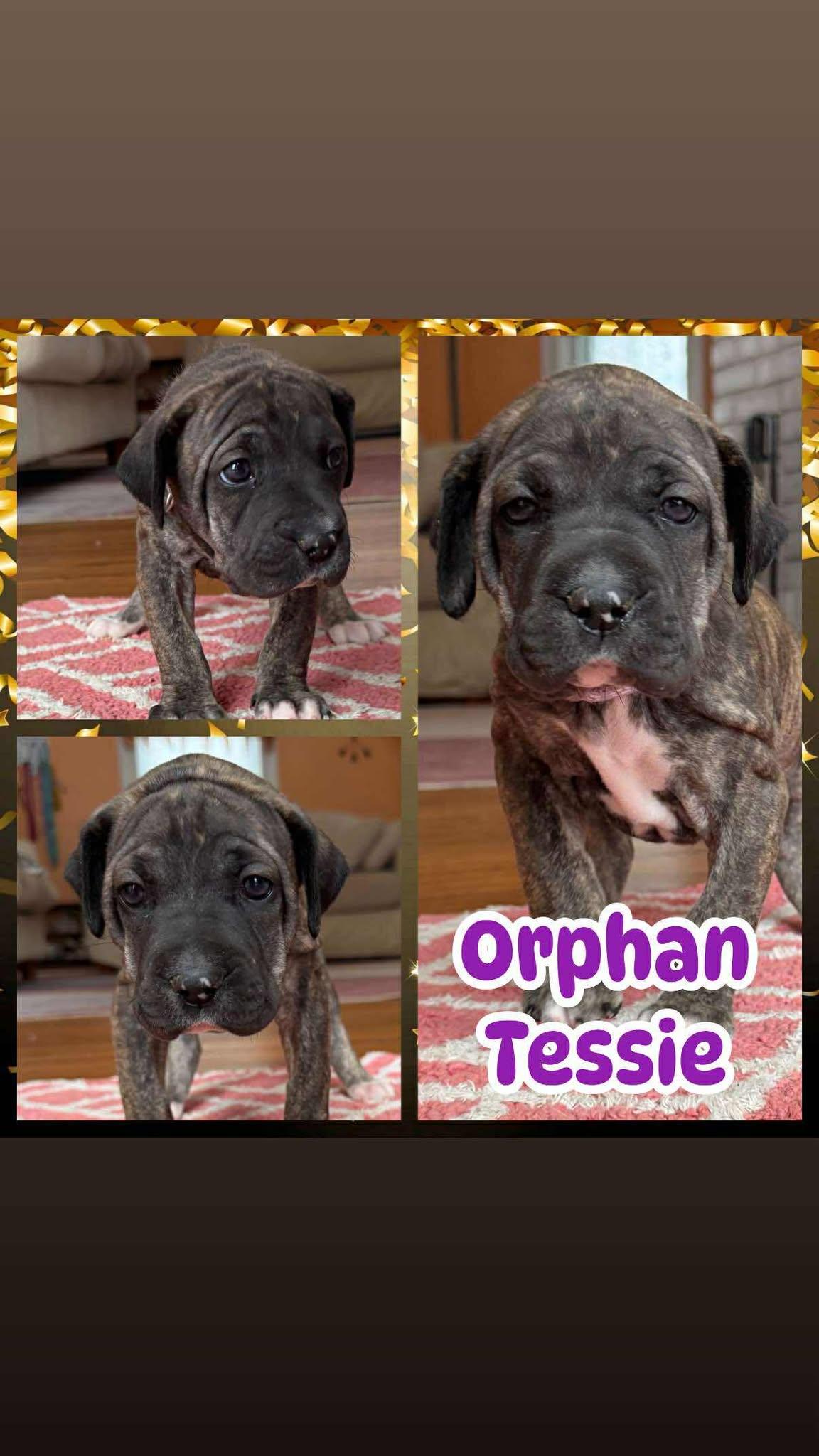 Orphan Tessie, ADOPTABLE, Puppy Female Mastiff & Shepherd.