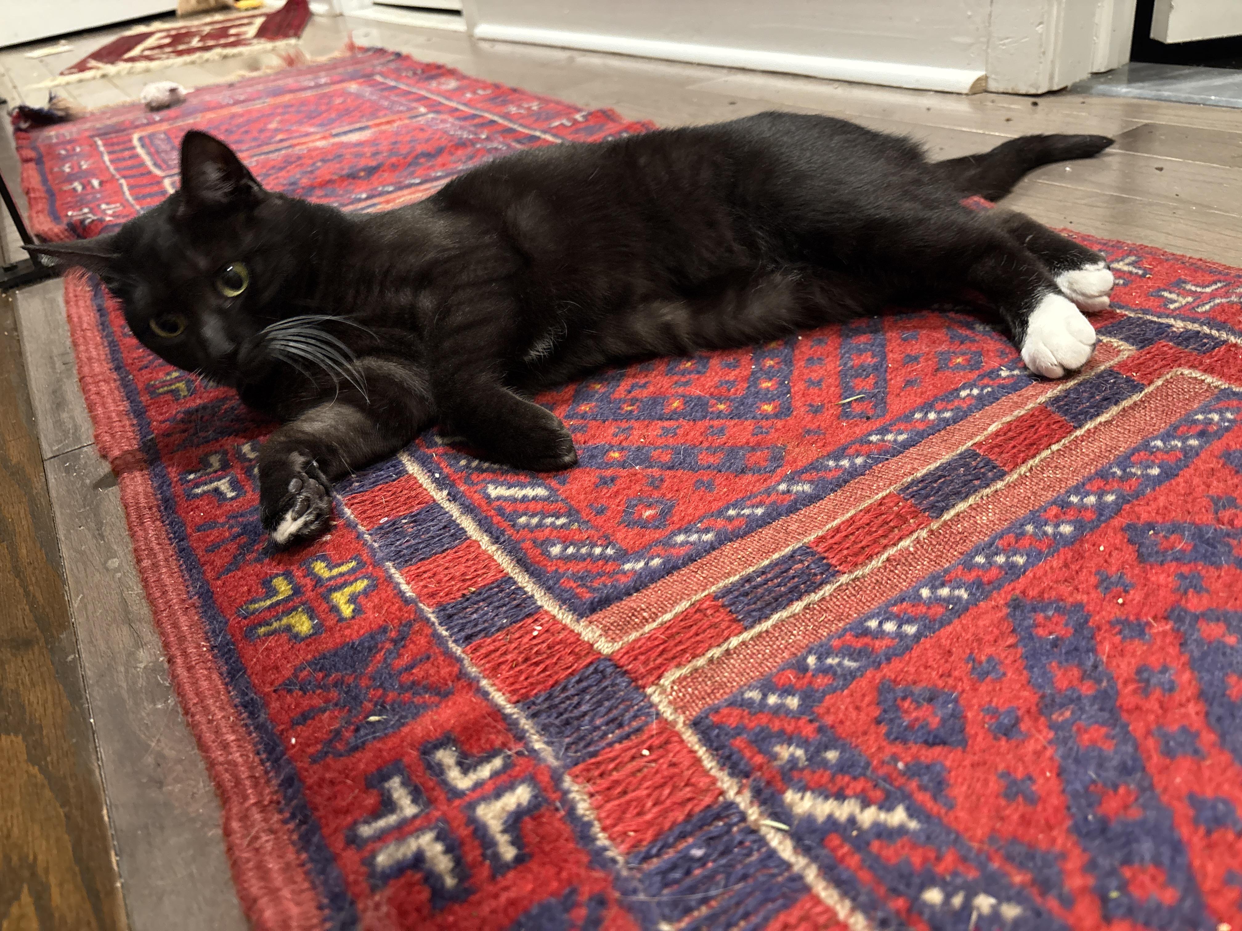 Enlarge Shirley, a Adoptable Domestic Short Hair in Philadelphia, PA image 2/6