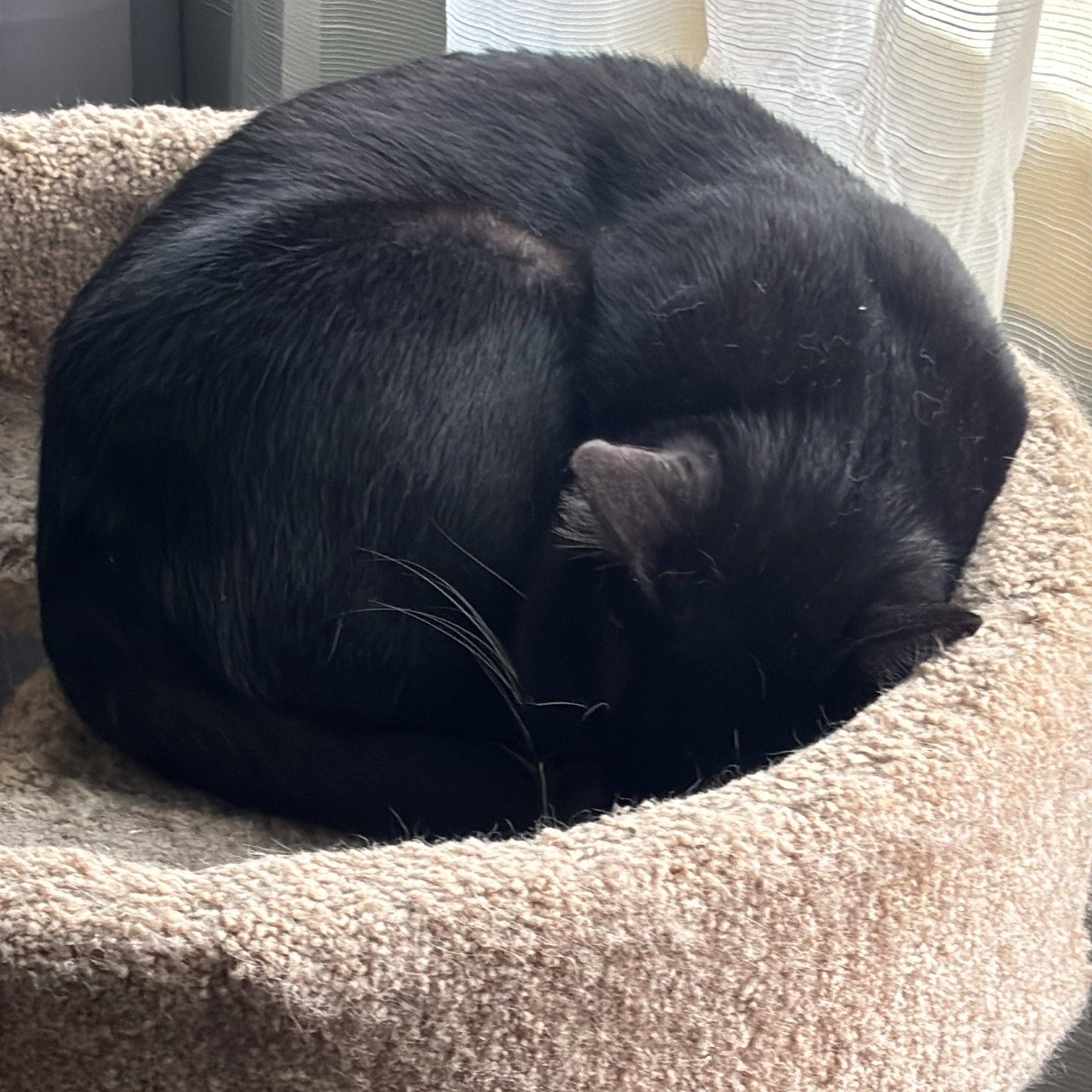 Enlarge Shirley, a Adoptable Domestic Short Hair in Philadelphia, PA image 2/2