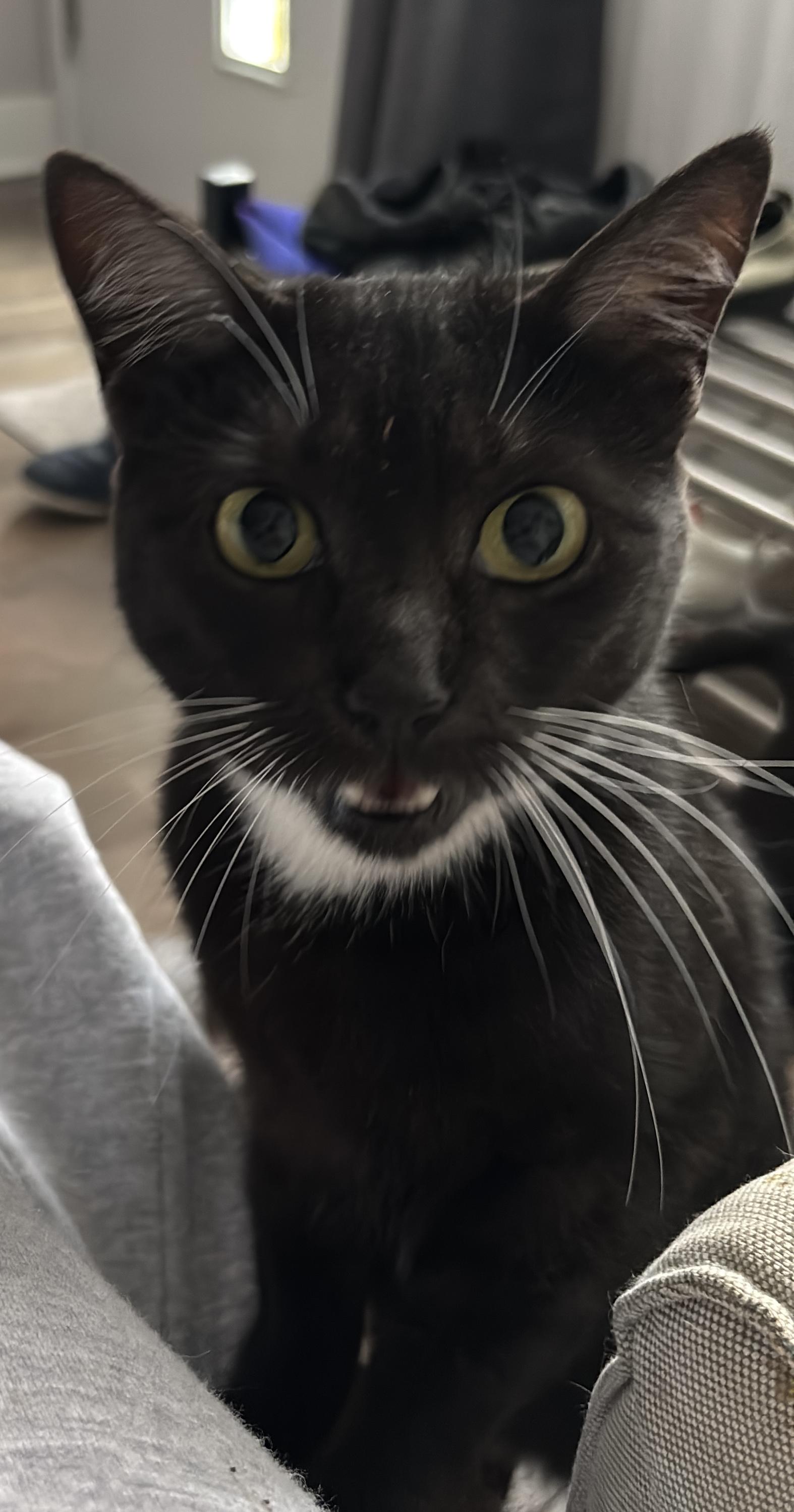 Enlarge Shirley, a Adoptable Domestic Short Hair in Philadelphia, PA image 4/6