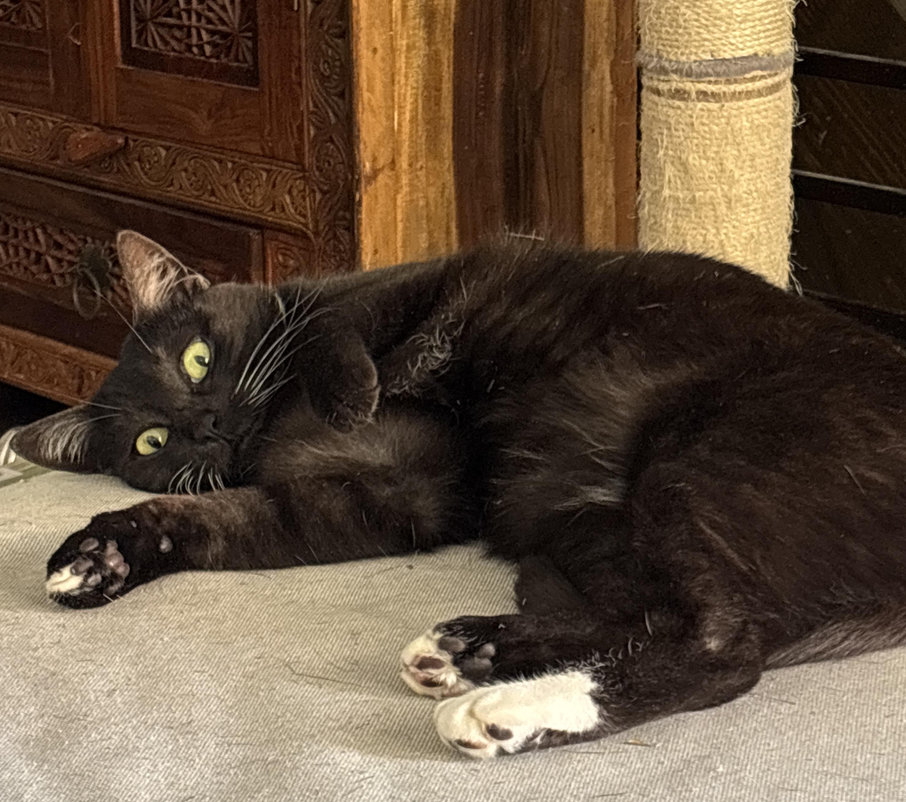 Shirley, Adoptable, Young Female Domestic Short Hair.