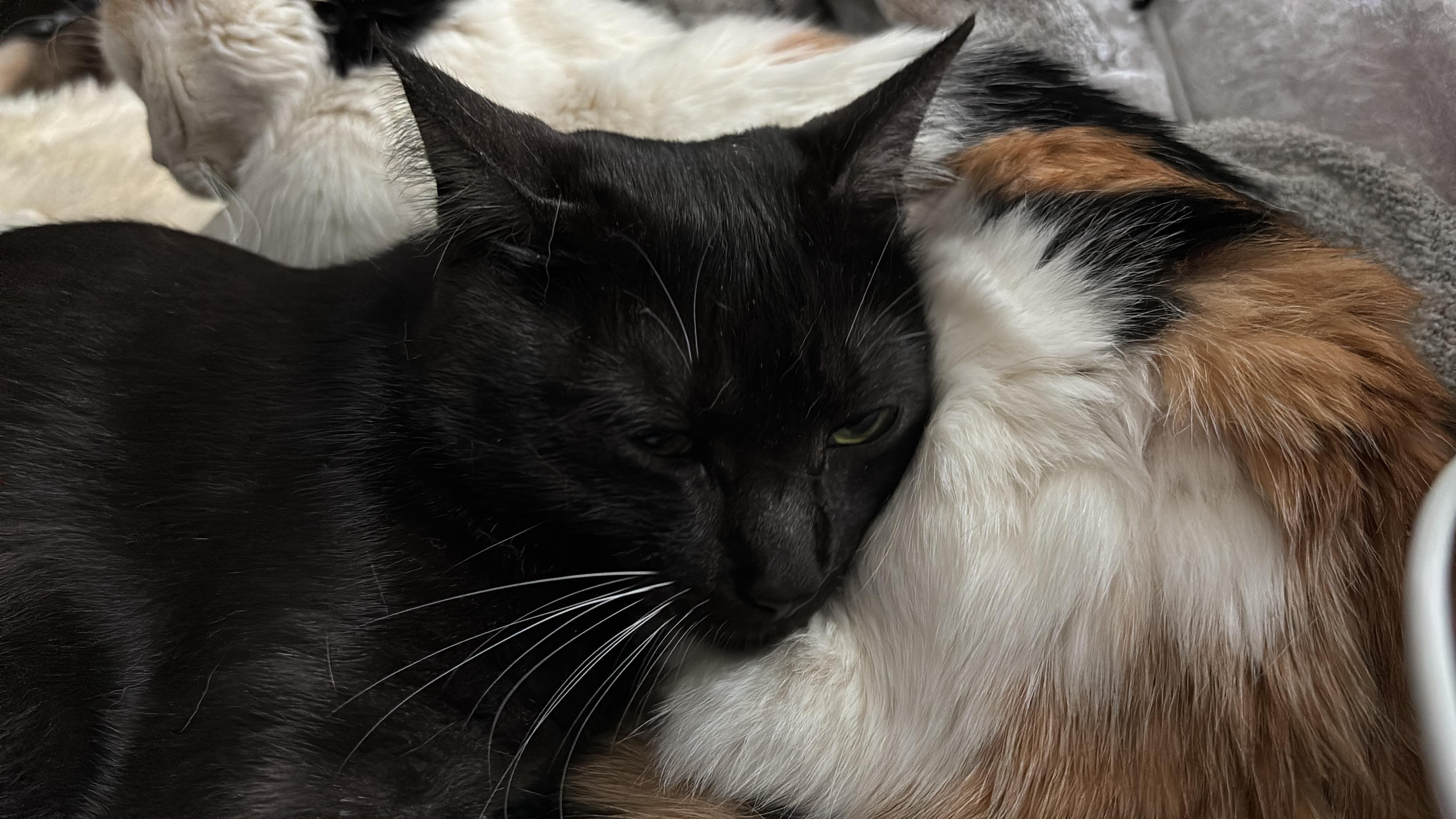 Enlarge Shirley, a Adoptable Domestic Short Hair in Philadelphia, PA image 5/6