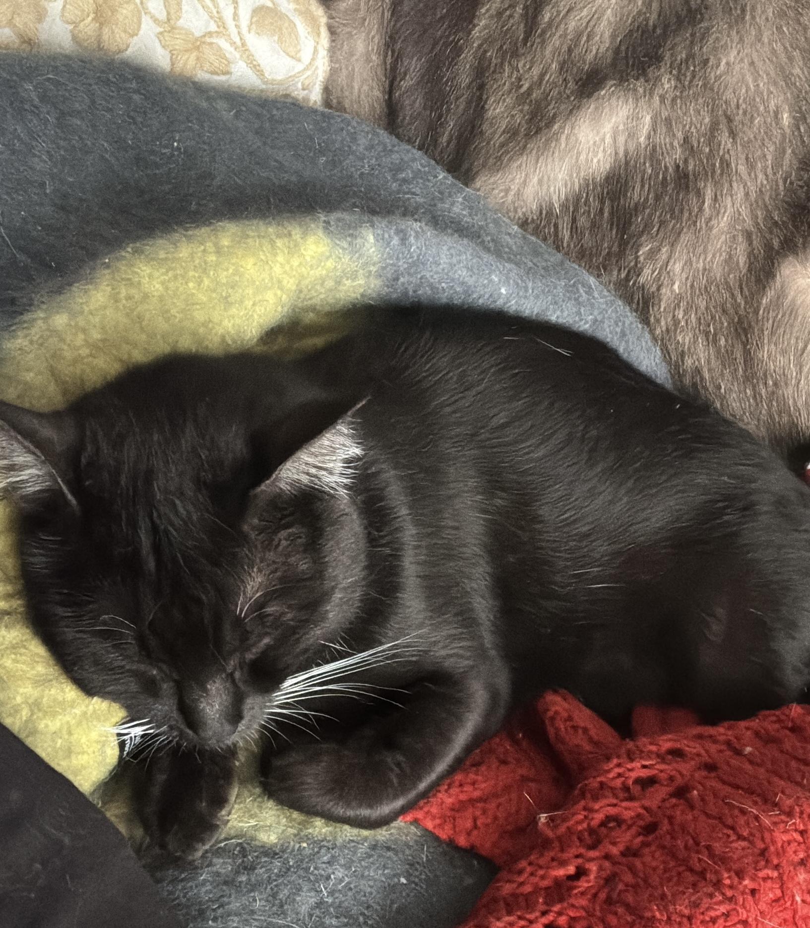 Enlarge Shirley, a Adoptable Domestic Short Hair in Philadelphia, PA image 3/6