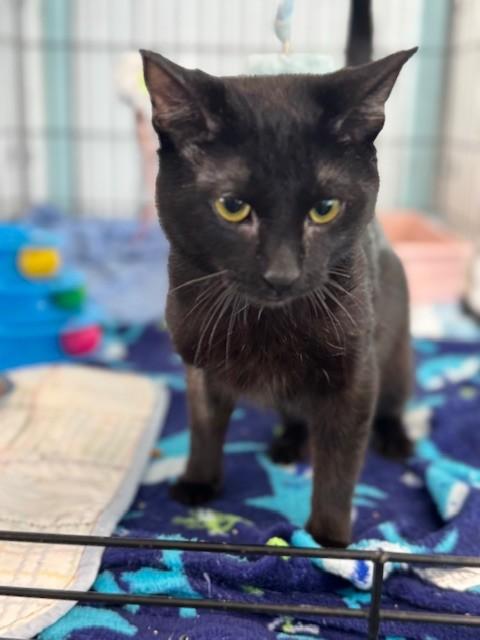 Jordon, adopted, Young Male Domestic Short Hair.